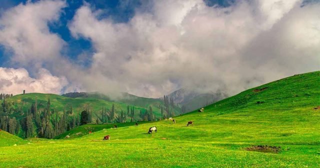 siri paye, shogran